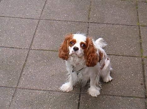 Cavalier king charles spaniel Mille - Kom så med den bold ... billede 7