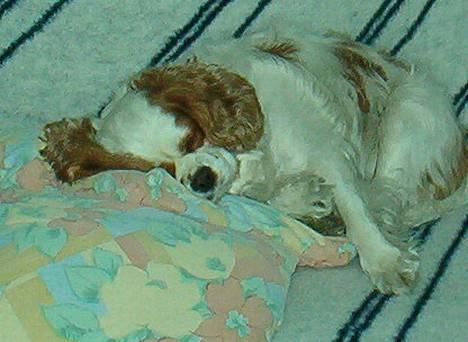 Cavalier king charles spaniel Mille - En lur kan man jo altid klare billede 10