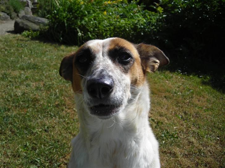 Blanding af racer Fru.Madsen - død 16/6-08  billede 1