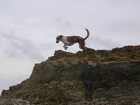 Blanding af racer Fru.Madsen - død 16/6-08  - Madsen på en klitte ved Vesterhavet.. Hvor hun dog nød det (; billede 2
