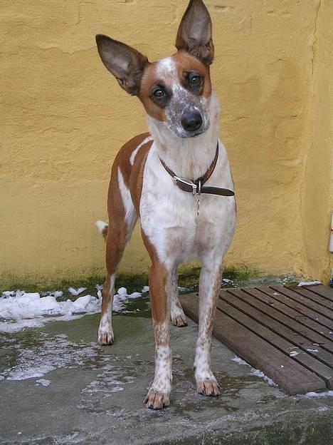 Blanding af racer Fru.Madsen - død 16/6-08  - Må jeg ikke godt komme ind nu?.. billede 3