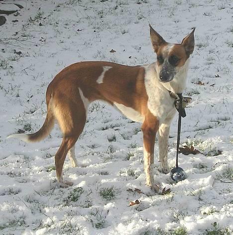 Blanding af racer Fru.Madsen - død 16/6-08  billede 4