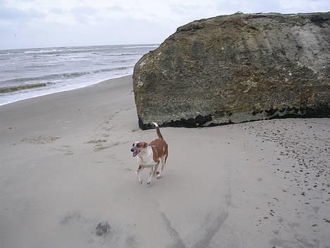 Blanding af racer Fru.Madsen - død 16/6-08  - Madsen i fuld firspirng ( ; billede 5