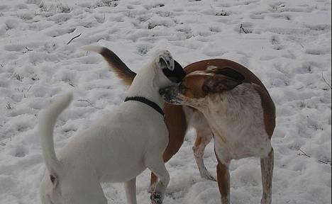 Blanding af racer Fru.Madsen - død 16/6-08  - Carlos, som også er her inde og madsen.. Vi skulle have haft hvalpe på dem, men desværre ku de ikke rigtig finde ud af det, så vi prøver næste gang igen (; billede 6