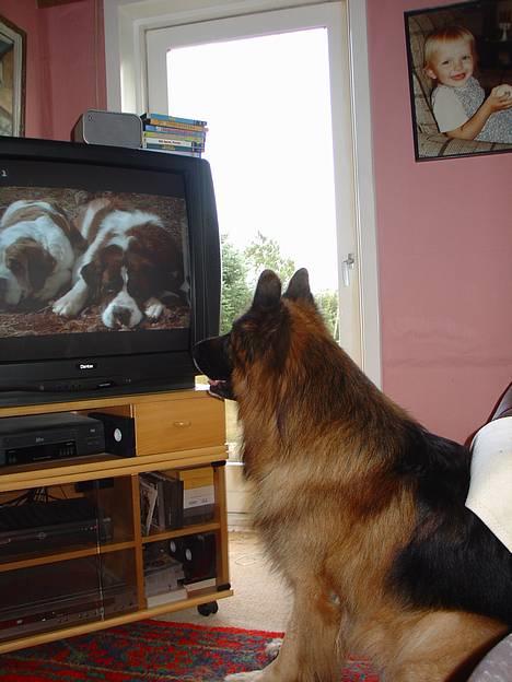 Schæferhund Lille Noller Mad Max - Ham Beethoven er altså bare vildt sej! Jeg elsker bare at se Beethoven-film :) 28. August 05 billede 8