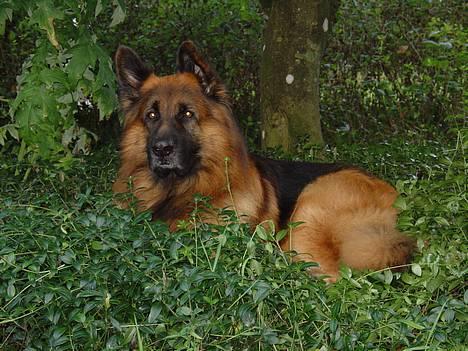 Schæferhund Lille Noller Mad Max - Her ligger jeg på min yndlingsplet i mormors have (hvor jeg egentligt ikke må ligge, da hun ikke vil have mig i bedene, men hun har opgivet denne plet ;) ) 28. August 05 billede 9