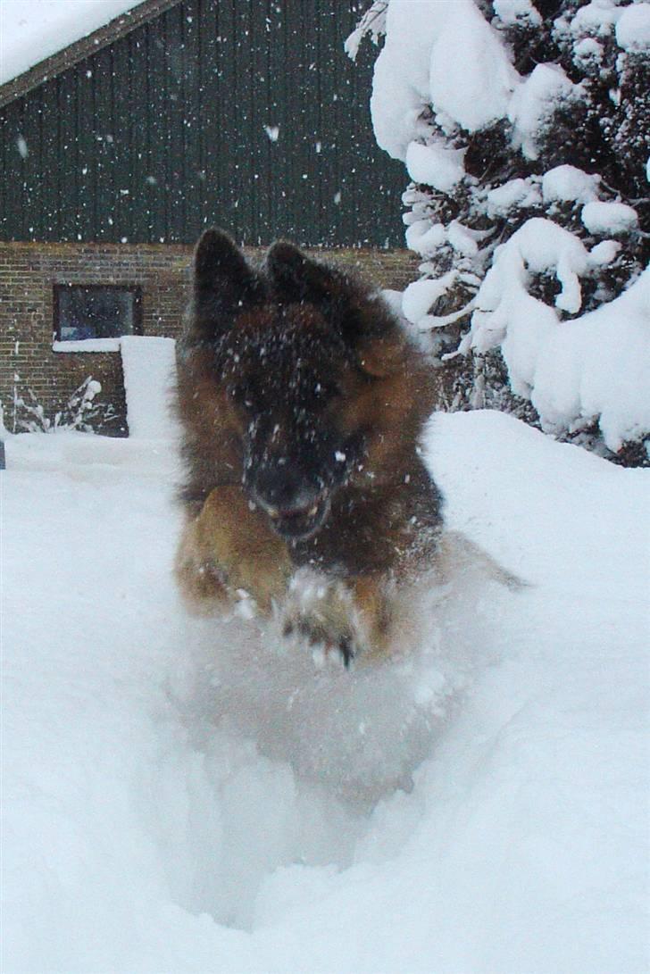 Schæferhund Lille Noller Mad Max - Weeee-huuuu! Nu kommer jeg og tager den mus! 18. December 2009 billede 10