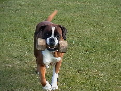 Boxer gizmo - Jeg kommer nu... jeg kommer nu, uha jeg elsker at lege. billede 10