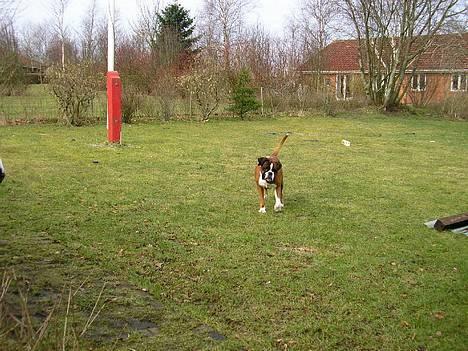 Boxer gizmo - Gizmo blev syg her i marts 2005 og er derfor desværre blevet helt skæv at se på. Men derfor kan man vel stadig lege. billede 2