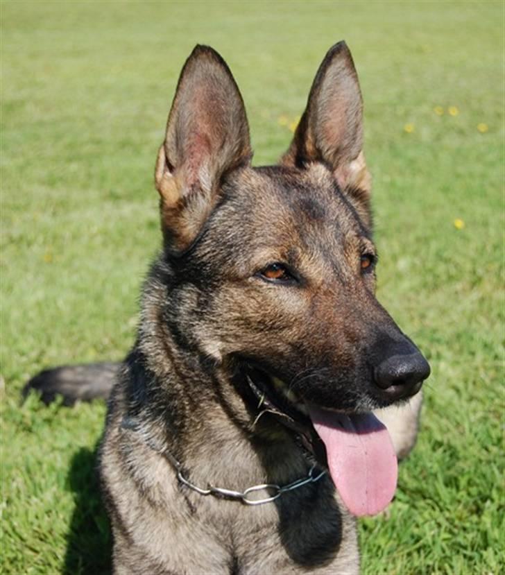 Schæferhund Trold Goa billede 1