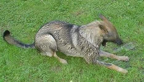 Schæferhund Trold Goa - Juhuuuu vand....... billede 2