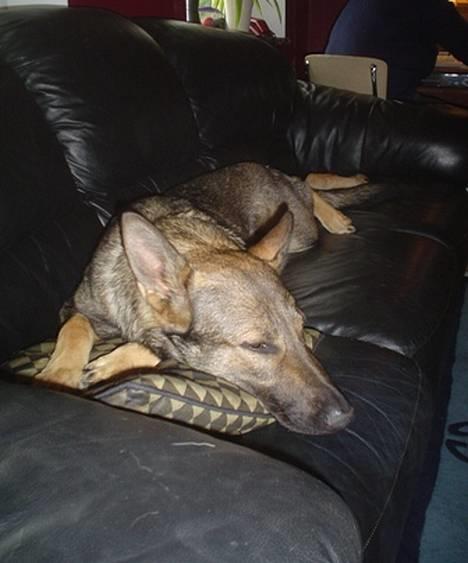 Schæferhund Trold Goa billede 5