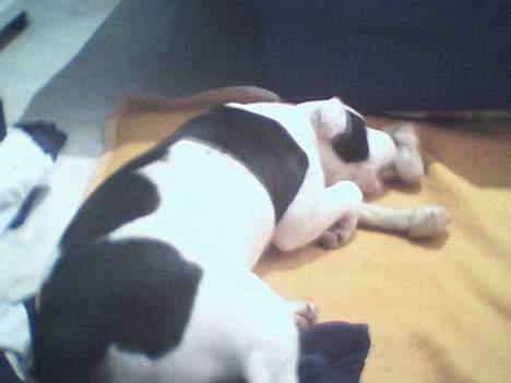 Staffordshire bull terrier Taico billede 4