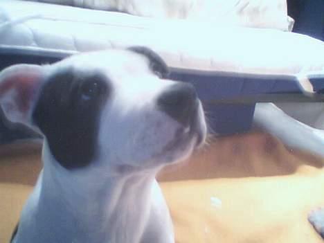 Staffordshire bull terrier Taico billede 2