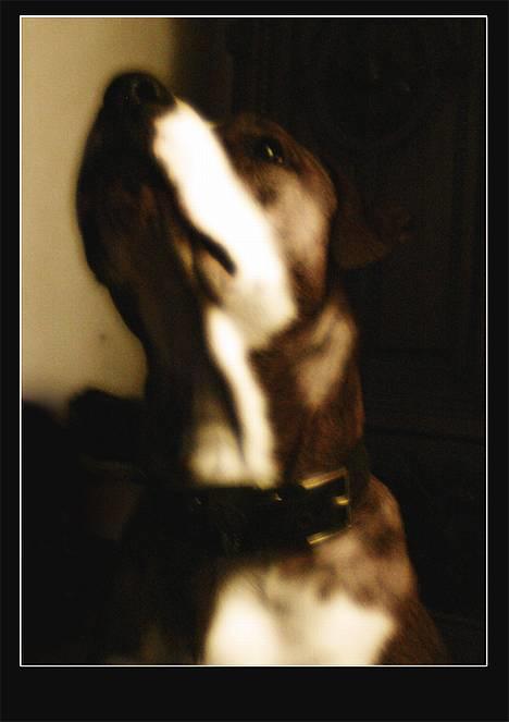 Amerikansk staffordshire terrier Nala billede 2