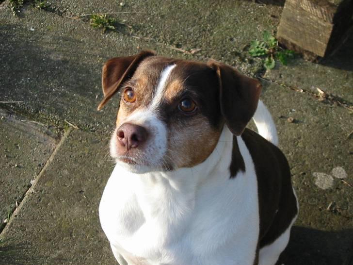 Dansk svensk gaardhund tjalfe -  Han er altså bare,en skønne dreng,ham Tjalfe-basse. billede 1