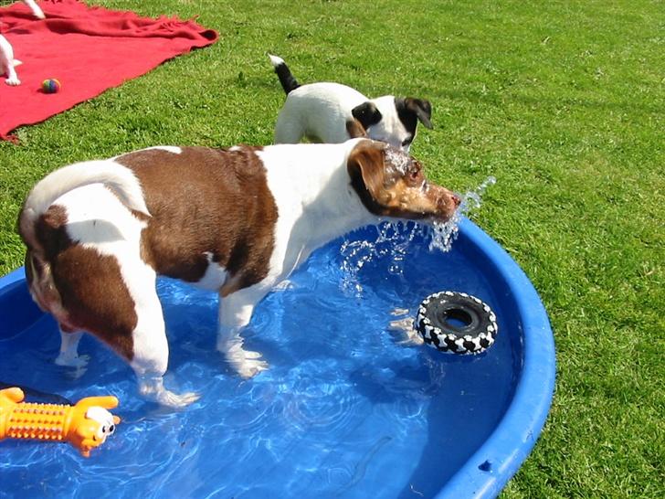 Dansk svensk gaardhund tjalfe - SÅ KOM SOMMEREN. billede 2