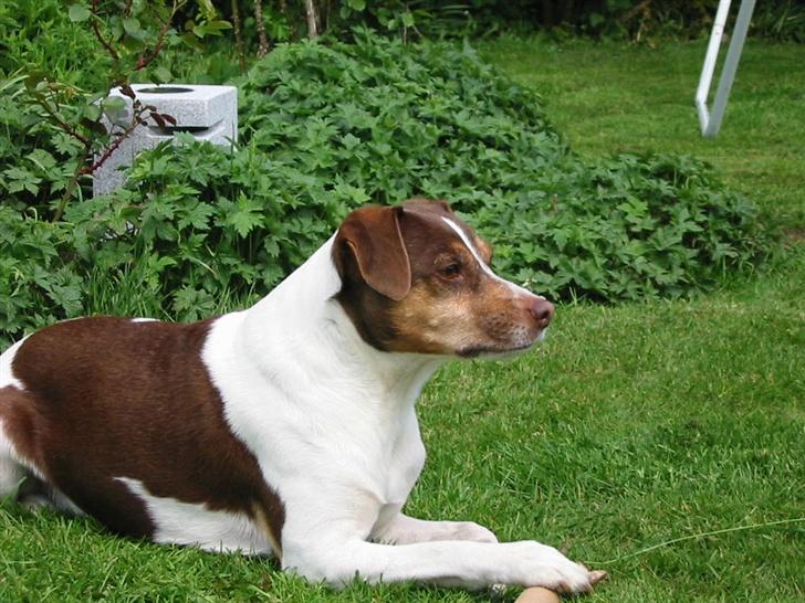 Dansk svensk gaardhund tjalfe - FLOTTE FYR. billede 3