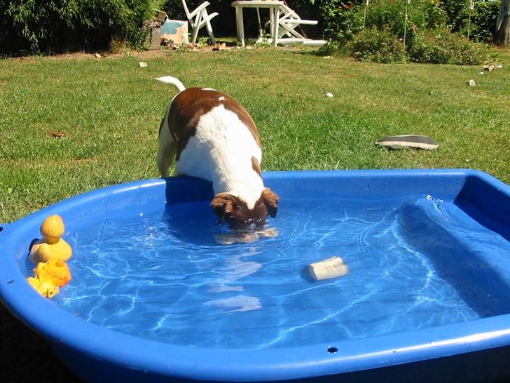 Dansk svensk gaardhund tjalfe - TJALFE,MISFORSTOD,DET MED LIDT KOLDT VAND,PÅ PANDEN. billede 4