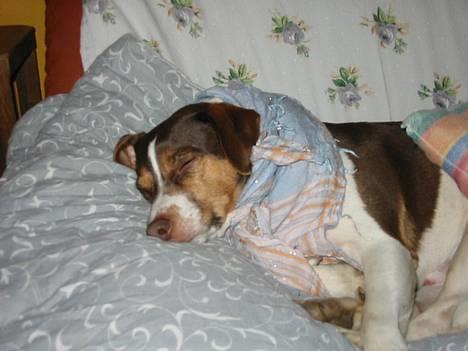 Dansk svensk gaardhund tjalfe -  Det er altså,ikke kun mor,der er dårlig?? billede 5