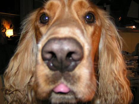 Cocker spaniel Vaks 16./5. - Det er altså ikk for at være uhøflig at jeg rækker tunge...  billede 5