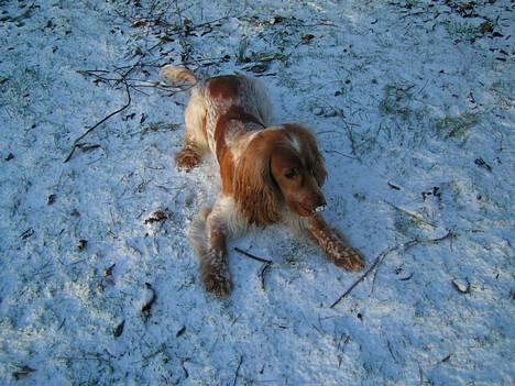 Cocker spaniel Vaks 16./5. - Ska vi ikk lege??? billede 6