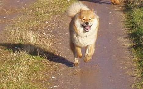 Eurasier Sund Stamms Zenora Znekla - hun kommer lige i lyn fart hen til mig.. :] billede 6