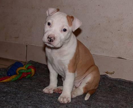 Amerikansk staffordshire terrier NA Eris Angel *Solgt* - angel kun 6 uger gammel billede 1