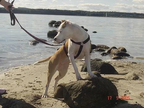 Amerikansk staffordshire terrier NA Eris Angel *Solgt* - er jeg ikke BEDÅRENDE!! billede 2
