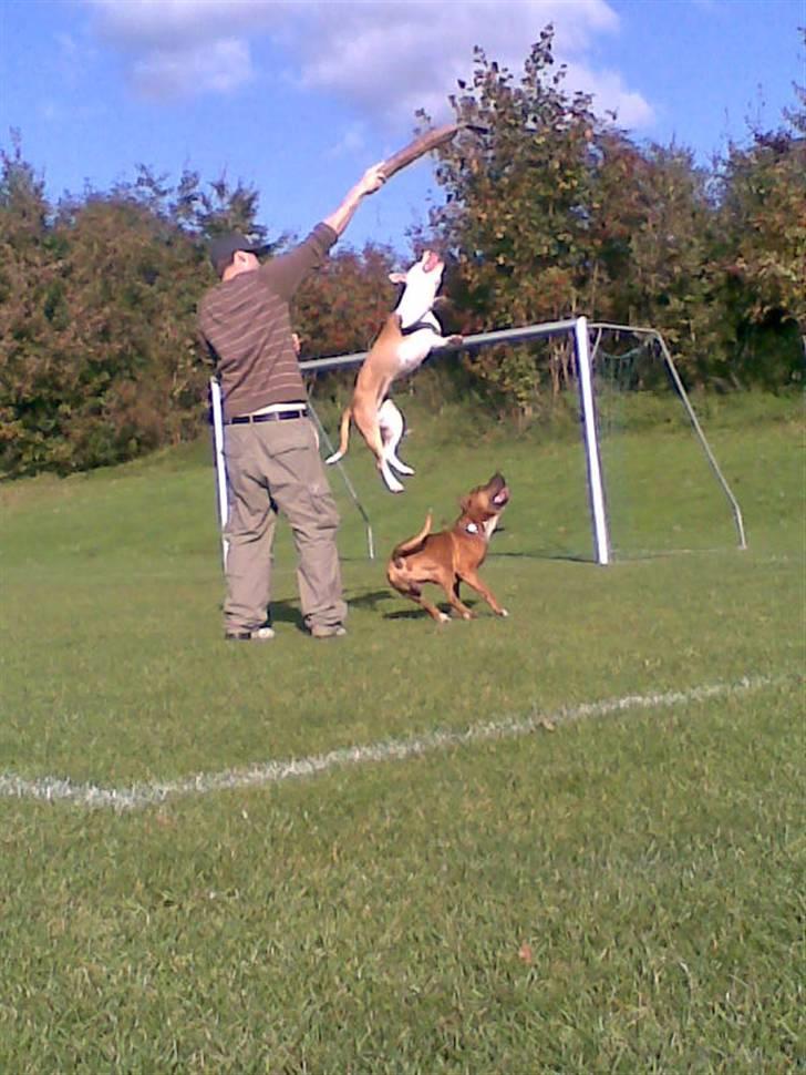 Amerikansk staffordshire terrier NA Eris Angel *Solgt* - Ja hun for faktisk fat i den deroppe... billede 3
