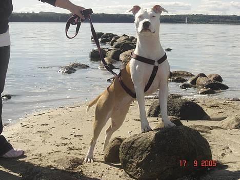 Amerikansk staffordshire terrier NA Eris Angel *Solgt* - I RULE THE WORLD!!!! billede 4