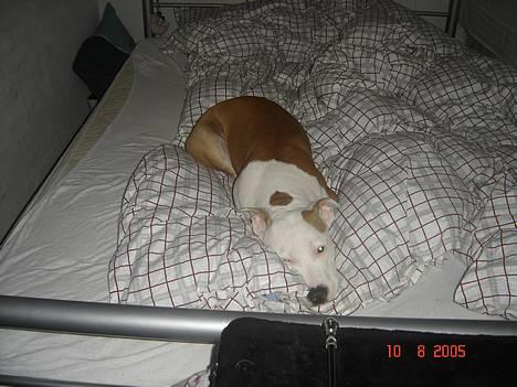 Amerikansk staffordshire terrier NA Eris Angel *Solgt* - Er helt udkørt. billede 5