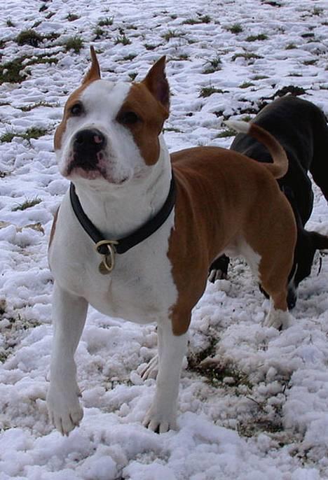 Amerikansk staffordshire terrier NA Eris Angel *Solgt* - Min far :0)  Srcky´s Franstal Diplomat "Elvis" billede 6