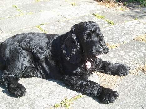 Cocker spaniel Mille billede 1