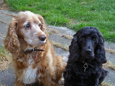Cocker spaniel Mille - Mille Og vores anden hund Luna, der er kun et år imellem dem billede 2
