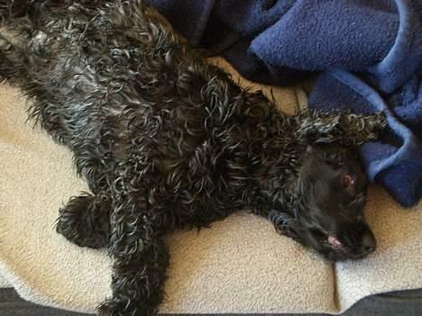 Cocker spaniel Mille - Har lige været i bad, så er det tid til at mule sig billede 3