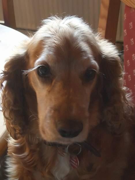 Cocker spaniel Luna billede 1