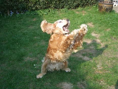 Cocker spaniel Luna - Er i gang med at gribe en bold billede 2