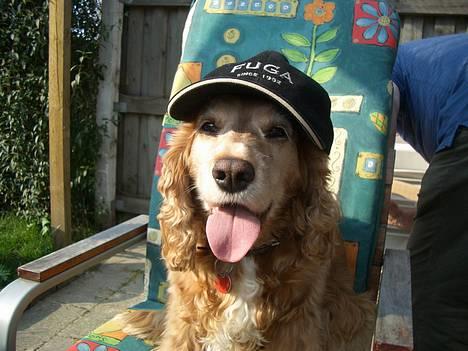 Cocker spaniel Luna billede 3