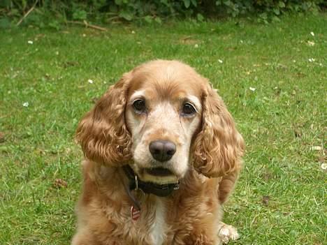 Cocker spaniel Luna billede 4
