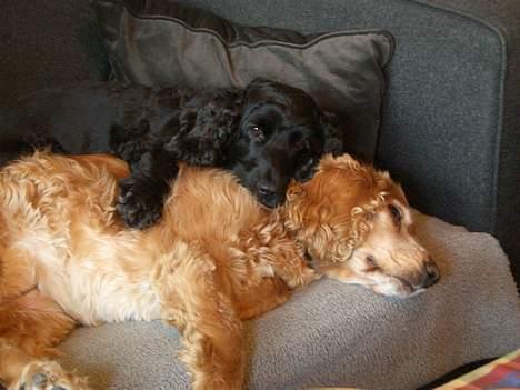 Cocker spaniel Luna billede 5