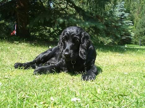 Cocker spaniel Mille billede 4