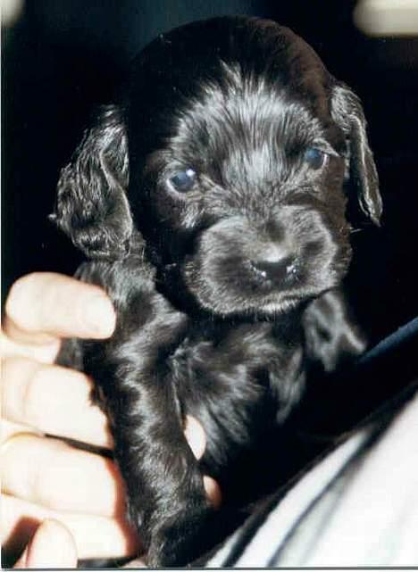 Cocker spaniel Mille - Mille som valp billede 5
