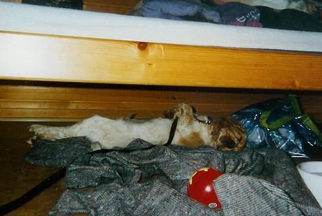 Cocker spaniel Vaks 16./5. - Ikke så lang tid efter vi havde fået Vaks tog vi på camping-ferie... Og der skal jeg lige love for at han fik opmærksomhed! Men sød det var (og er :o) han da også :-D Og ovenpå al den opmærksomhed kan man godt få brug for en lille lur... billede 8