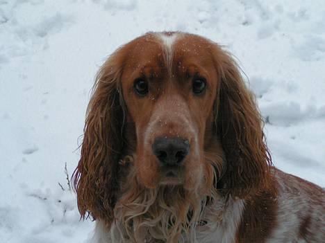 Cocker spaniel Vaks 16./5. billede 9