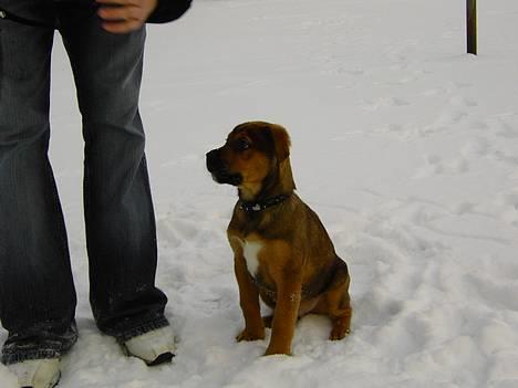 Blanding af racer Carlos - såå smid dog den pind til mig far.. billede 6