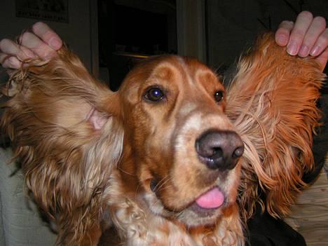 Cocker spaniel Vaks 16./5. - Vaks med flyveører billede 10