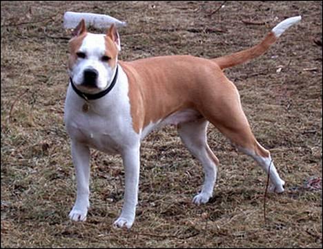 Amerikansk staffordshire terrier NA Eris Angel *Solgt* - Min mor :0)   Renegade´s Zila "Zila"          DKCH  KlbCH  JV02  KBHV02  DKKV02 + mm billede 7