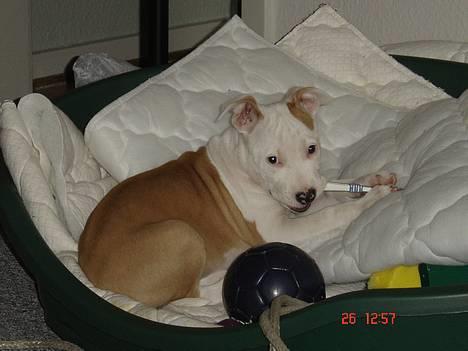 Amerikansk staffordshire terrier NA Eris Angel *Solgt* - her er jeg som hvalp med en tandbørste... mine tænder skal jo være fine billede 9