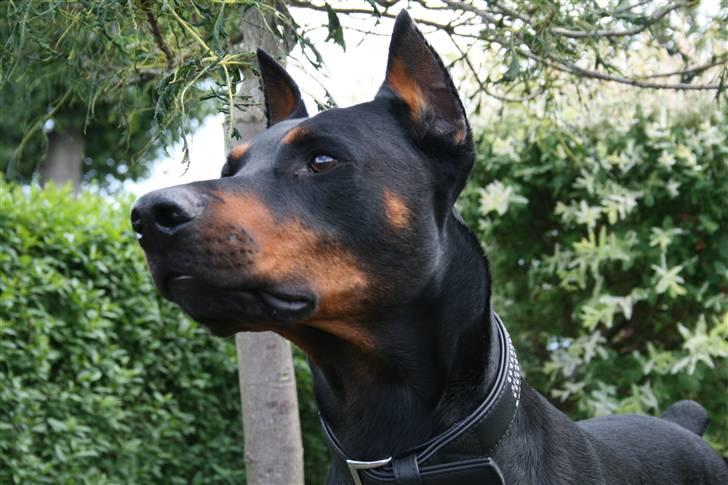 Dobermann Tarzan - Sommeren 2009 billede 2